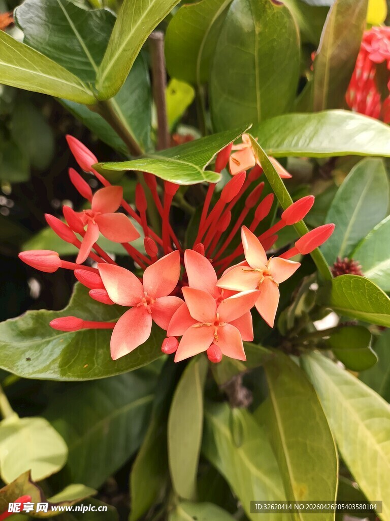鲜艳红色花卉绿叶相伴