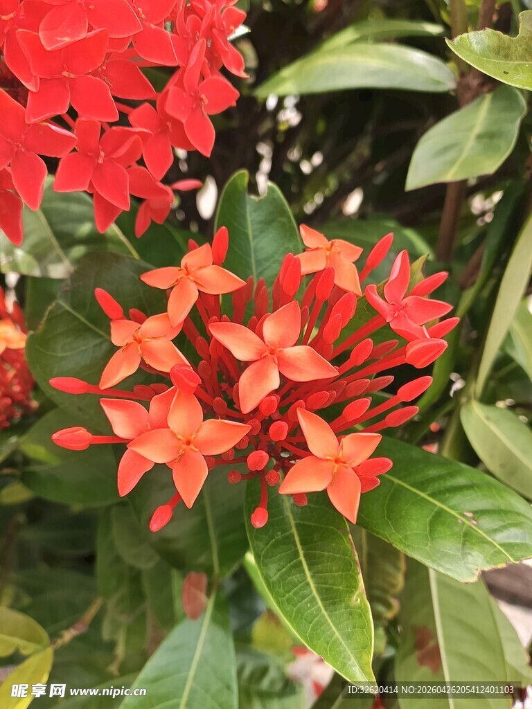 鲜艳红色繁星花绽放