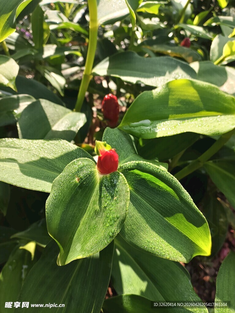 绿叶间的红果植物