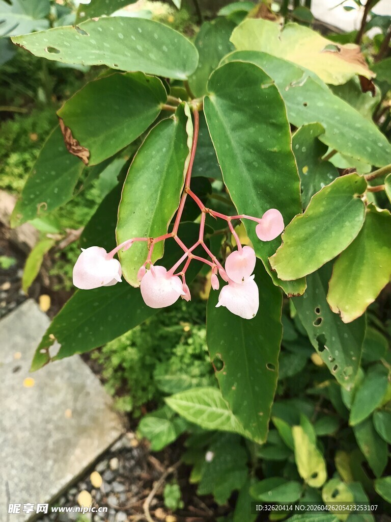 粉色绣球花绽放绿叶间