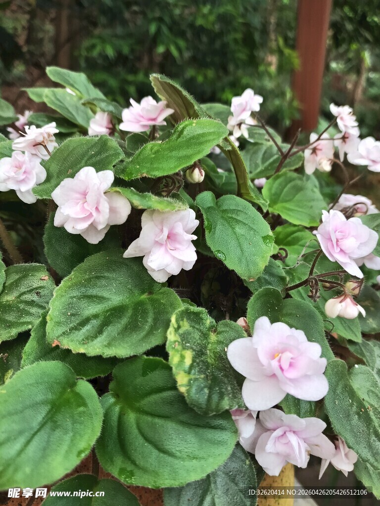 粉色花卉与绿叶植物景观