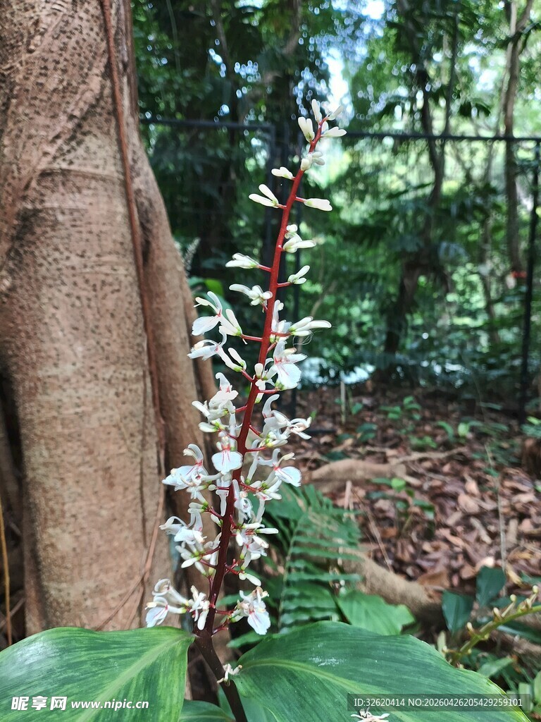 林间绽放的白色花卉