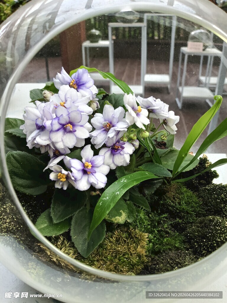 玻璃容器中的紫色花卉