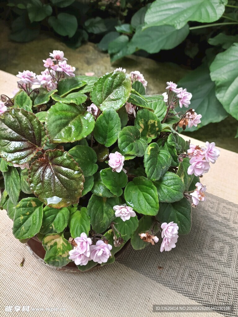 粉色花朵的绿植盆栽