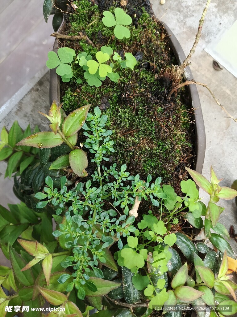 盆栽中的多样绿植