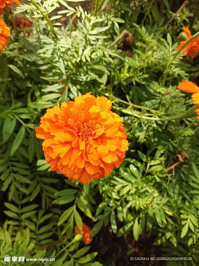 鲜艳橙色万寿菊绽放