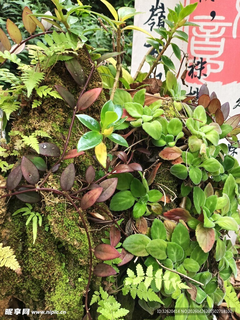 繁茂蕨类植物与苔藓景观