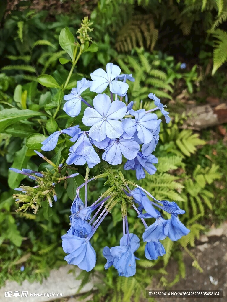 蓝花绽放于绿叶间