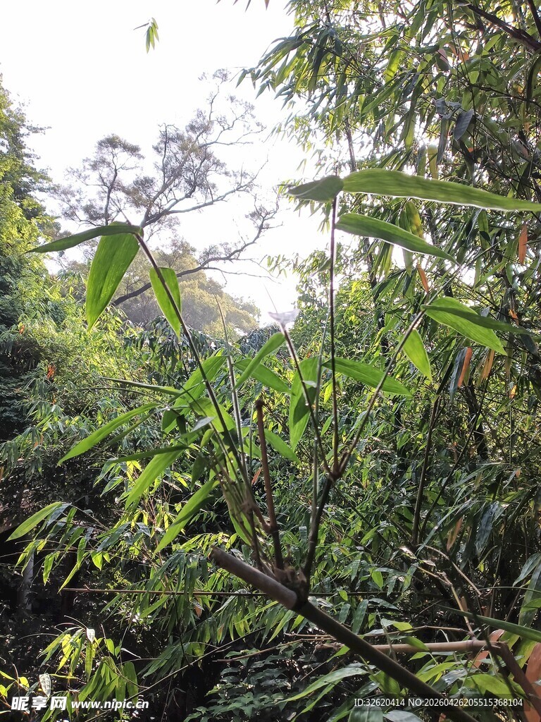 茂密丛林绿意盎然