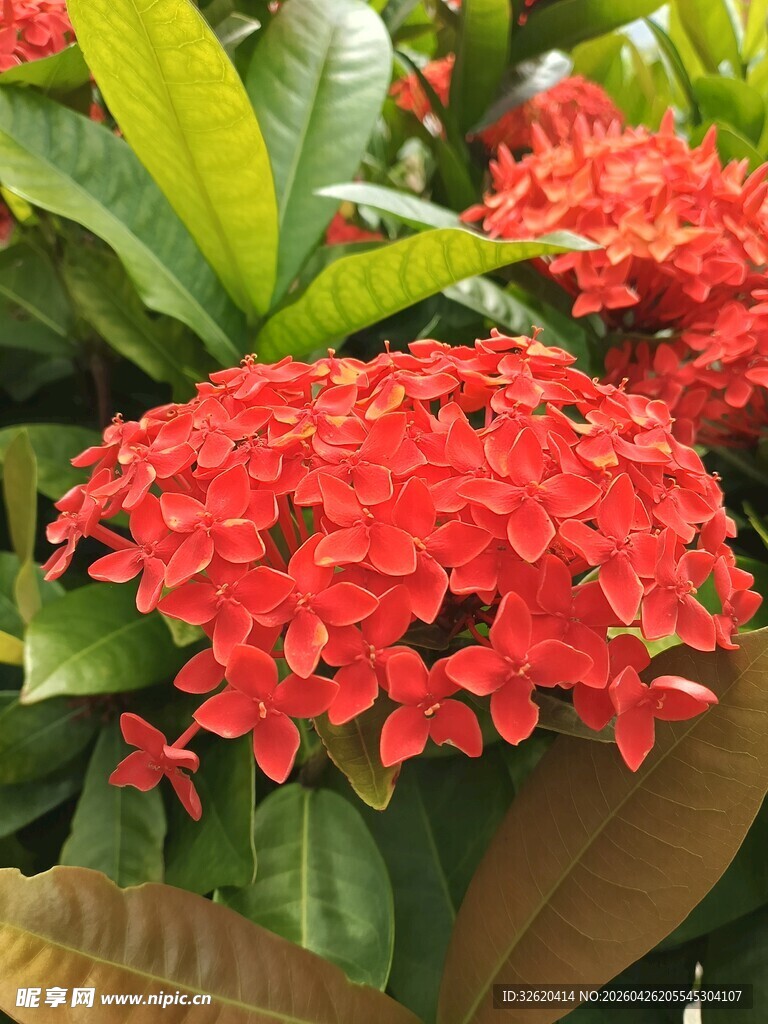 鲜艳红色龙船花绽放