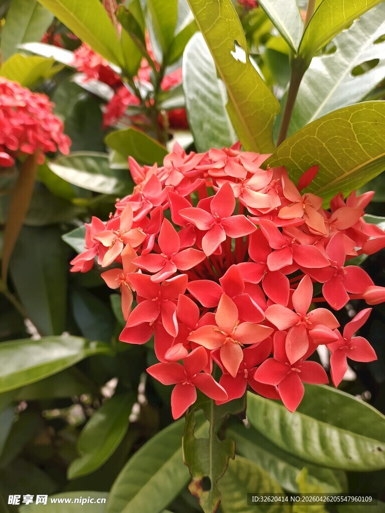 鲜艳朱缨花绽放绿叶间