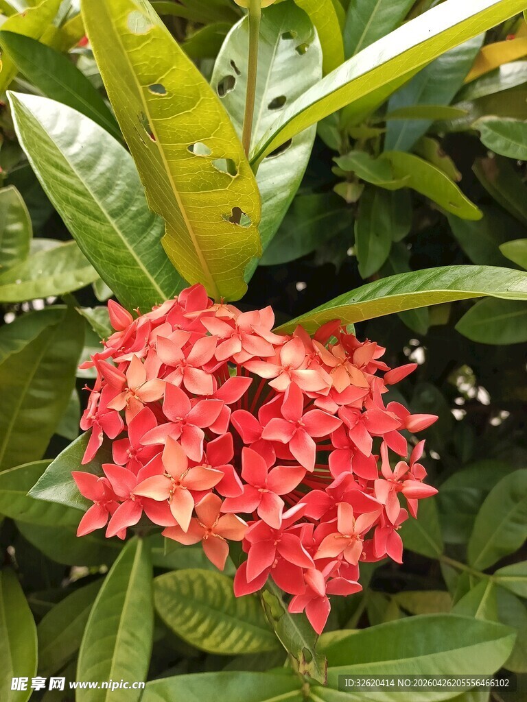 鲜艳红色龙船花绽放