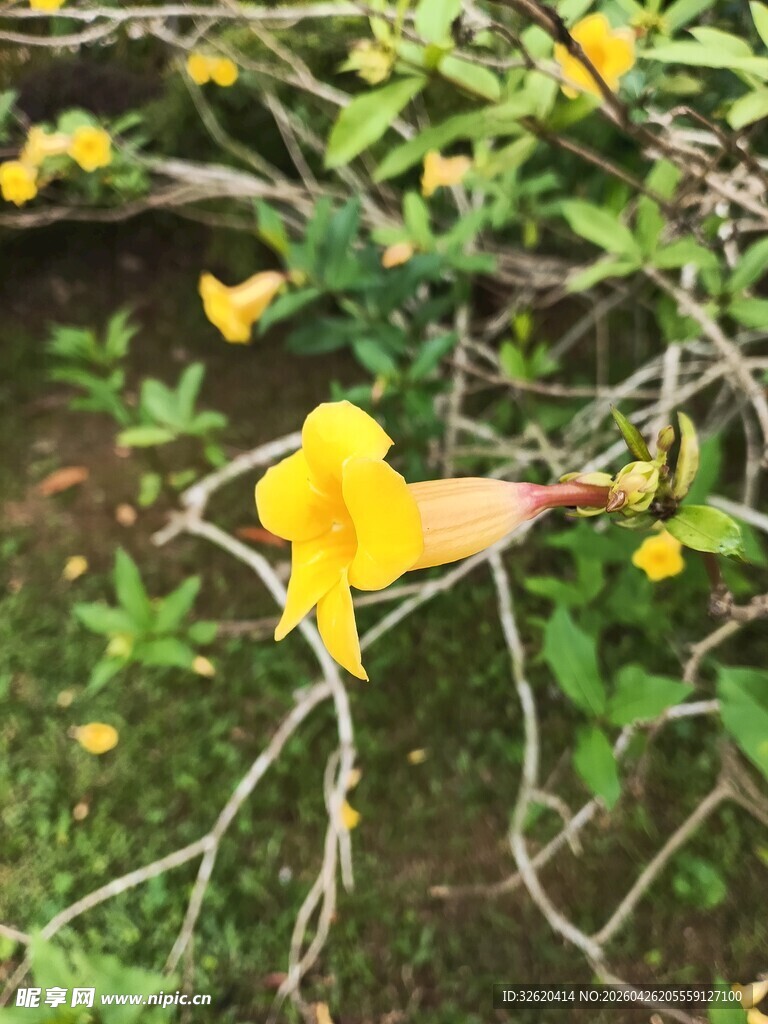 黄色喇叭状花朵