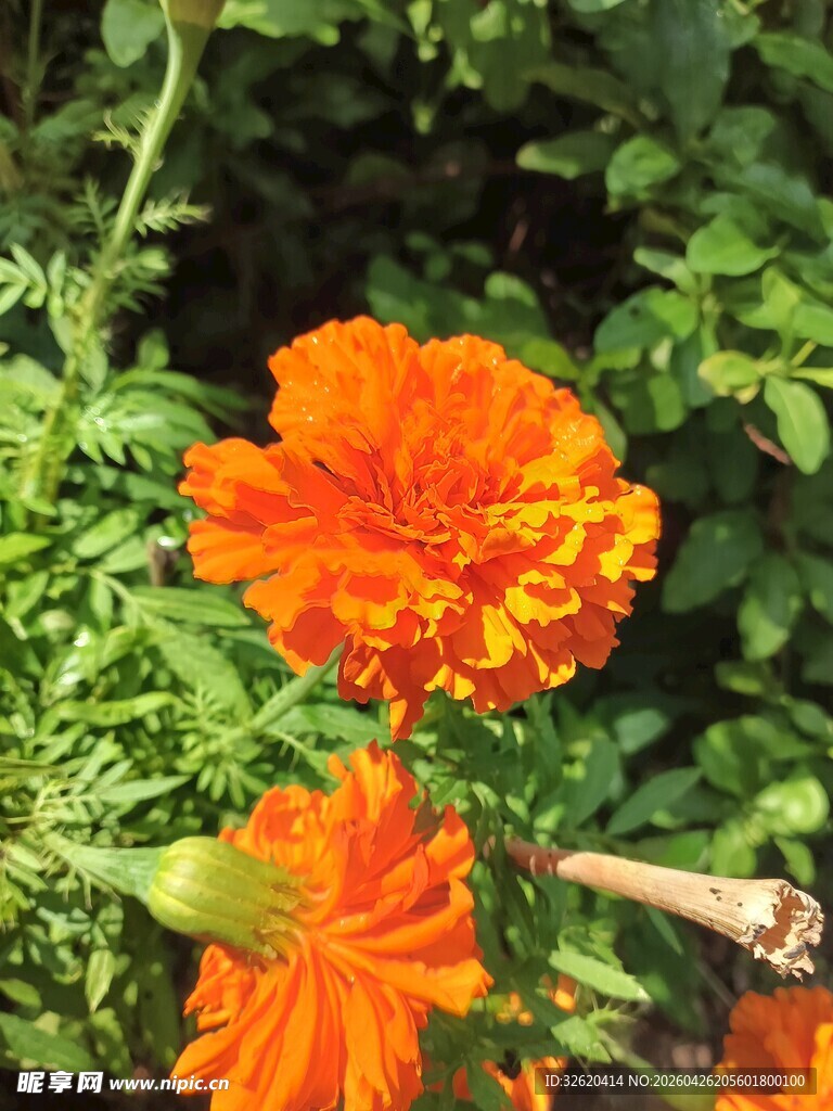 鲜艳橙色万寿菊绽放