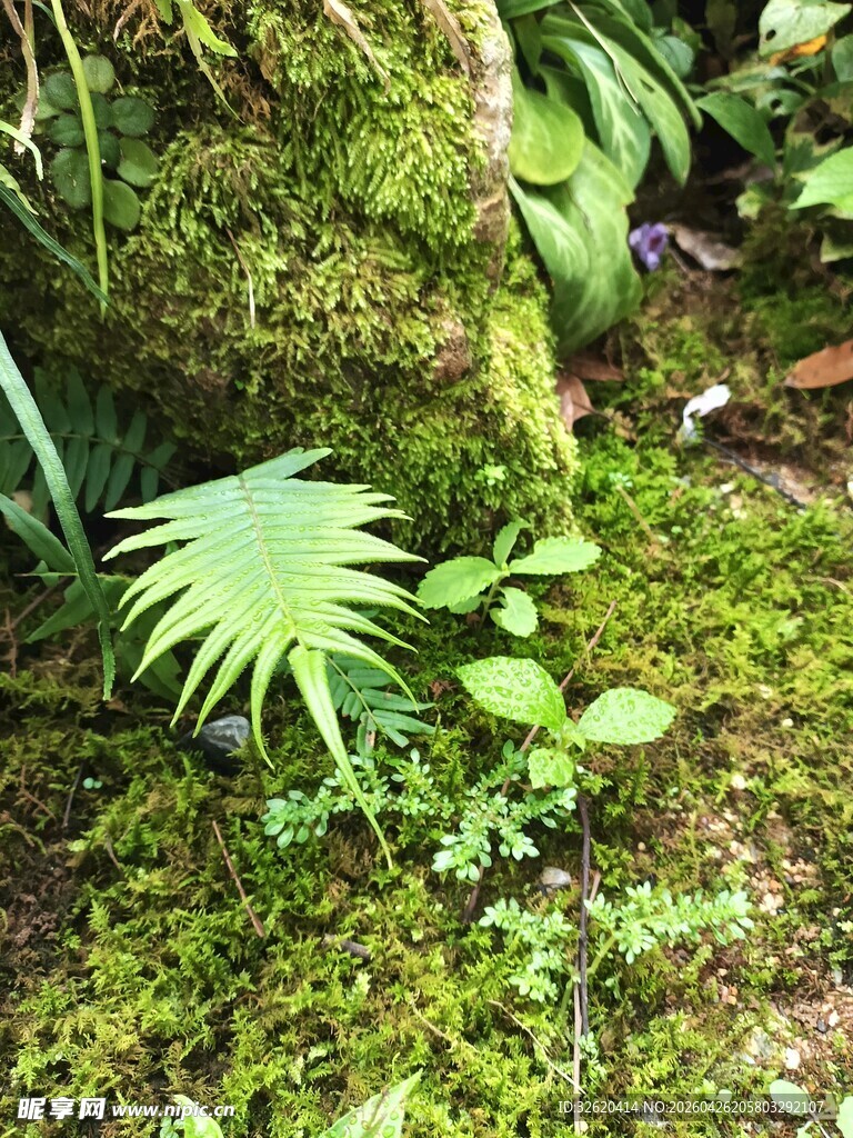 苔藓覆盖下的翠绿植物