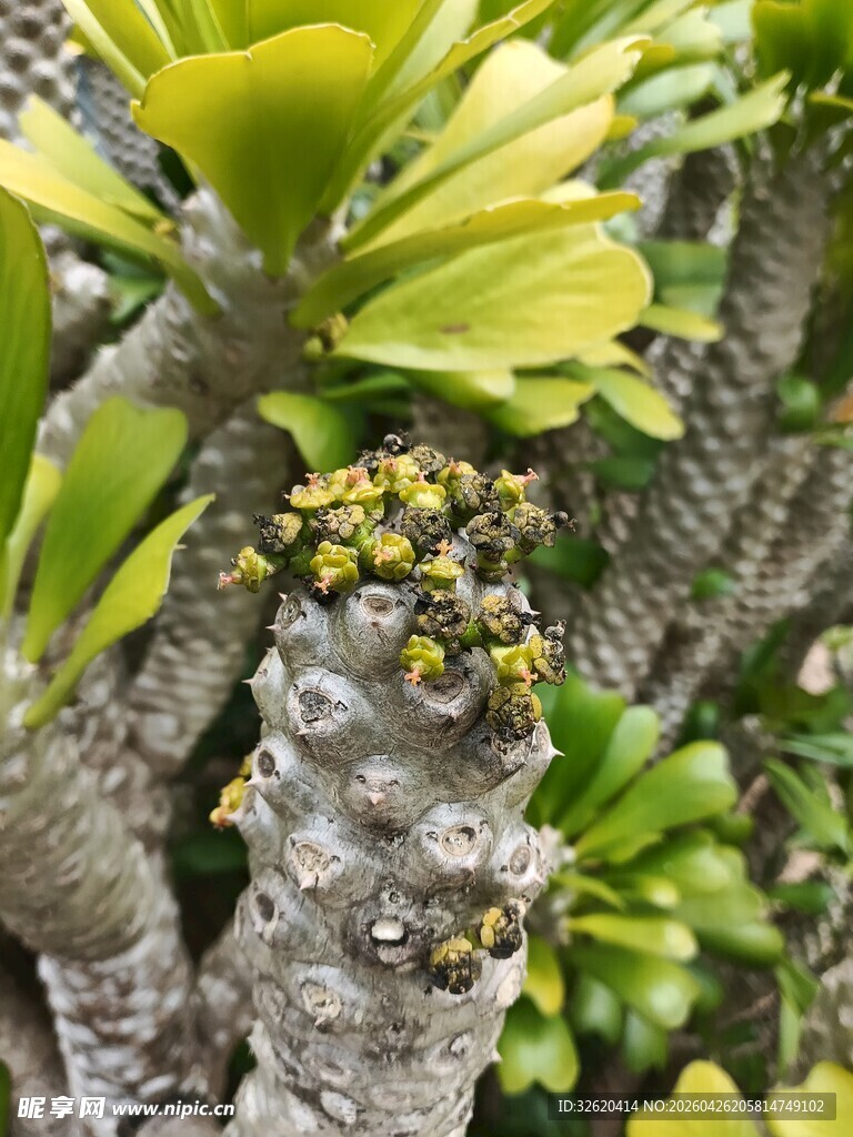 树干上的黄色簇生植物