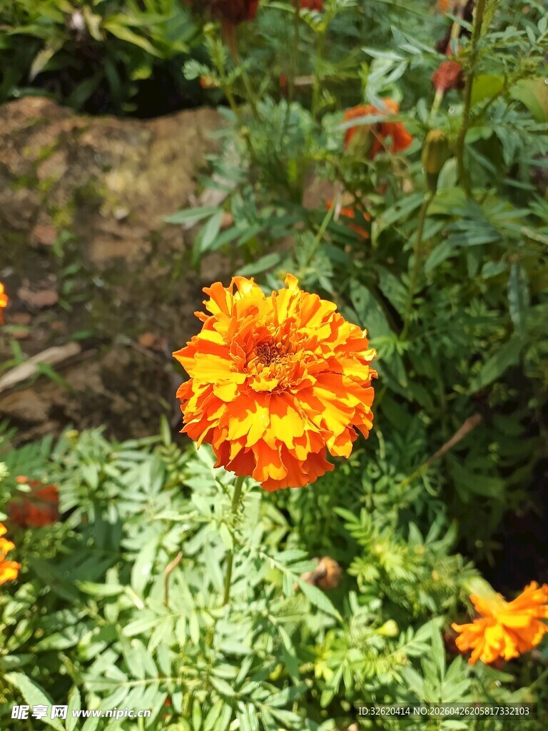 鲜艳橘色万寿菊绽放