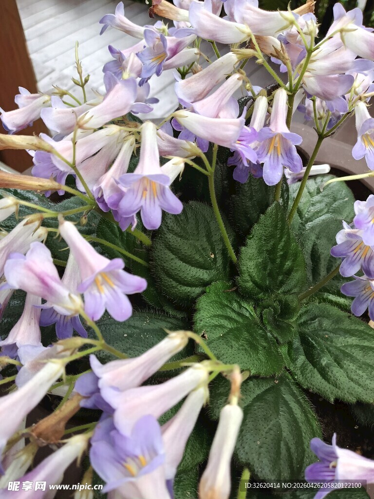 紫色花卉绽放生机