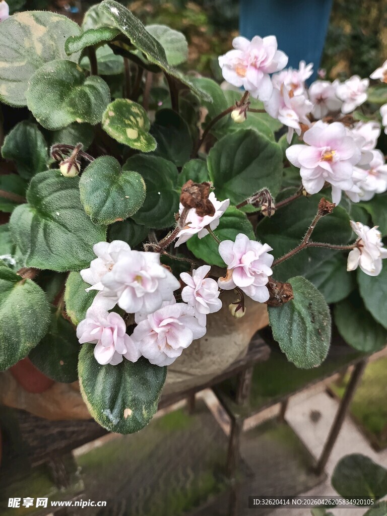 粉色仙客来盆栽