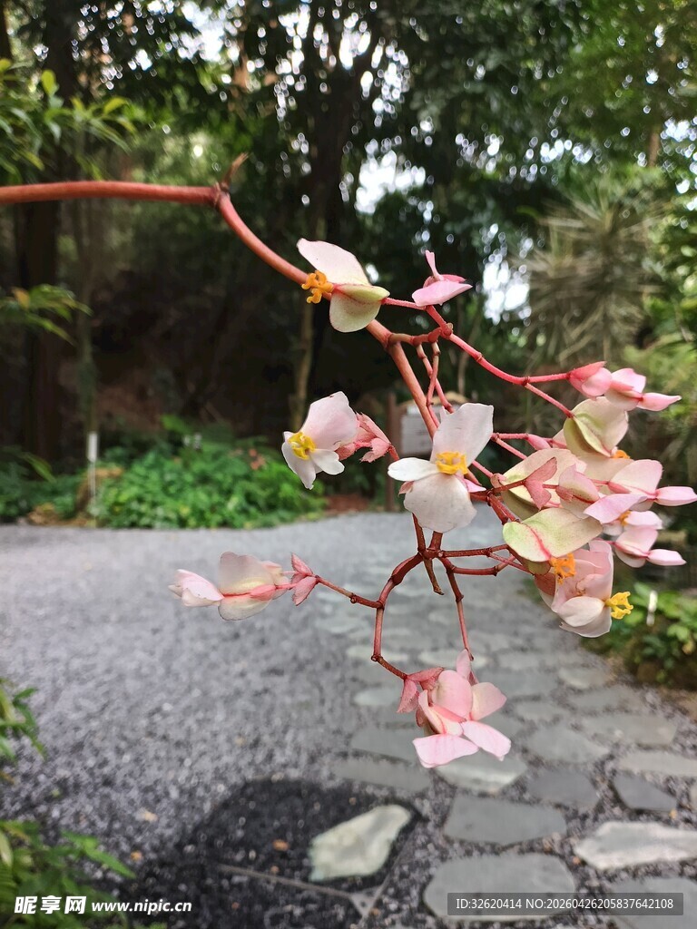 路边绽放的粉嫩花枝