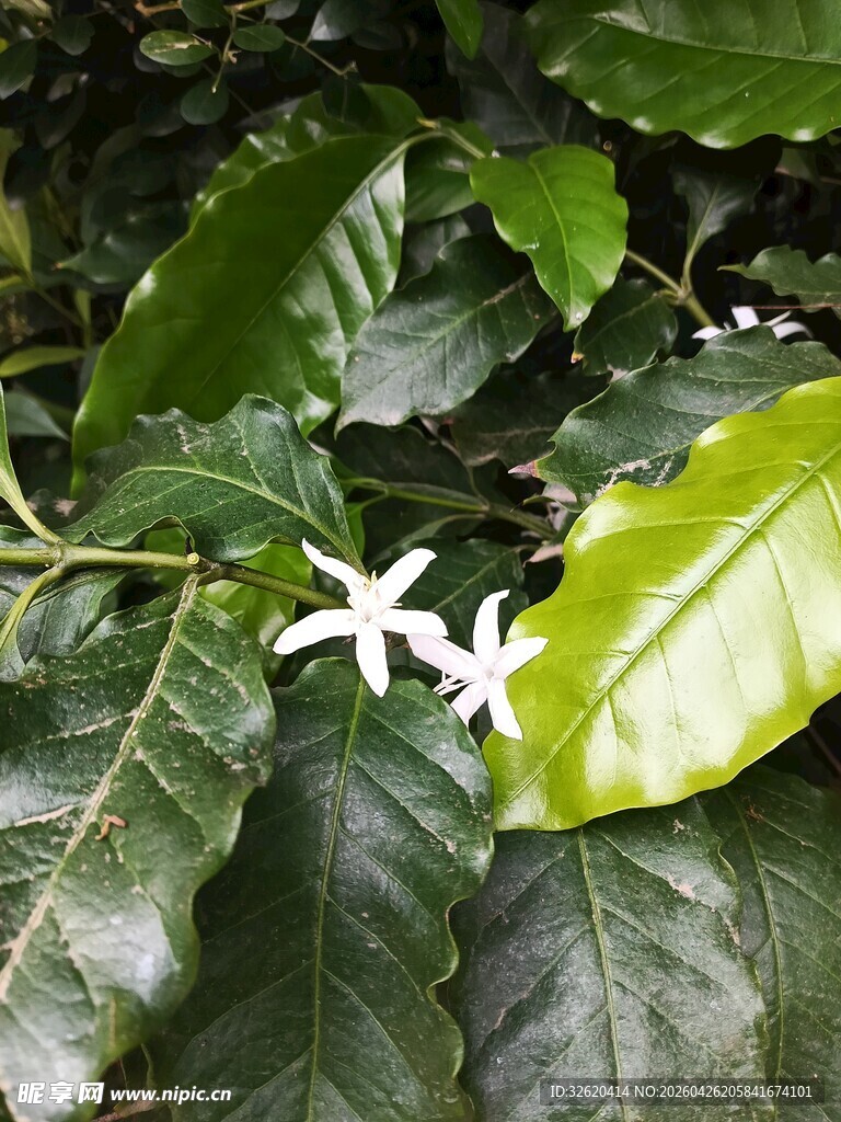 绿叶间的白色星形小花
