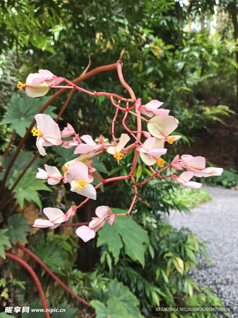 娇艳粉色秋海棠绽放路旁