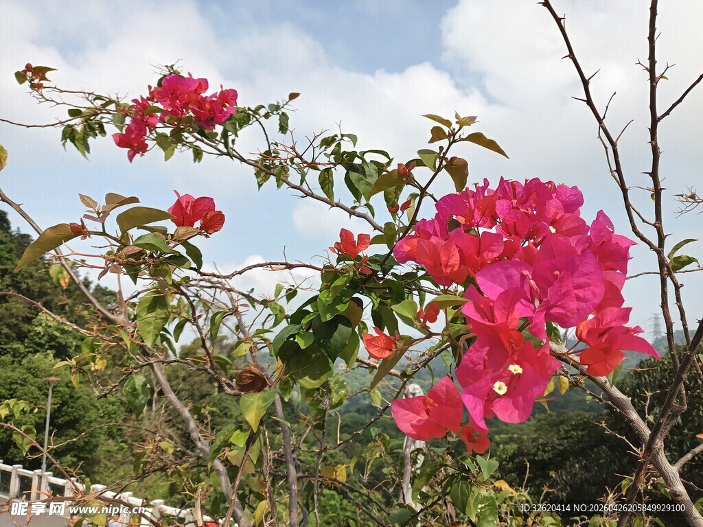娇艳三角梅绽放于枝头