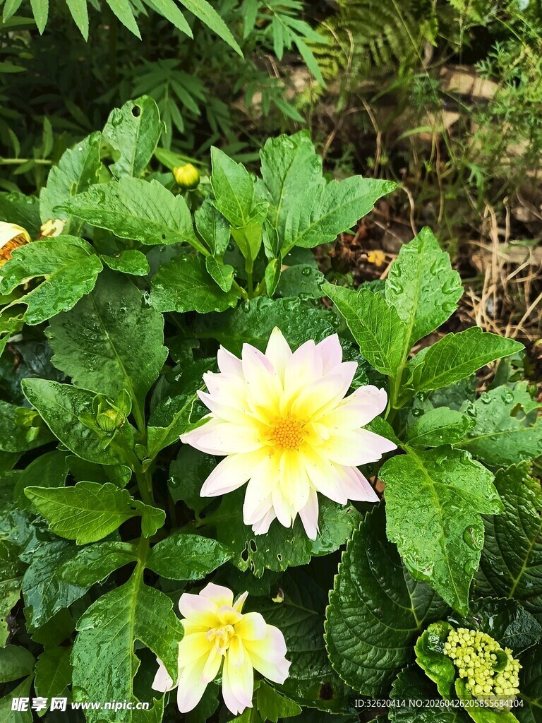 绿叶间两朵清新小菊花
