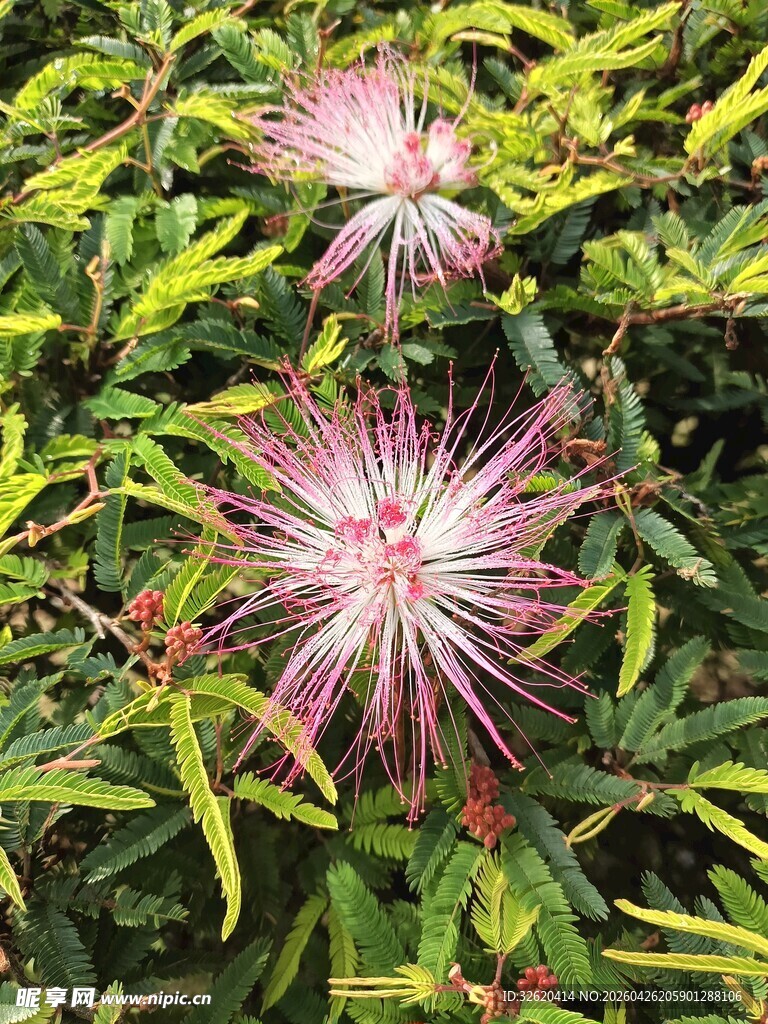 粉色星形花朵与绿叶
