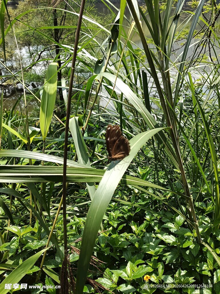 湿地中的繁茂绿色植物
