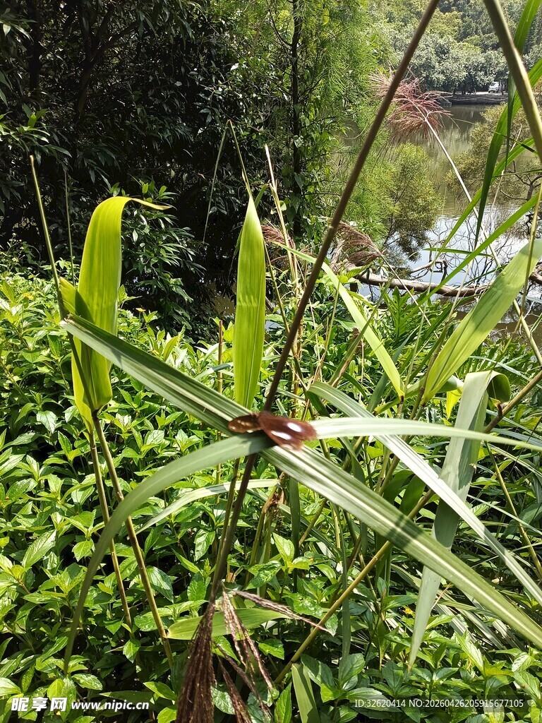 繁茂绿植中的奇异植物