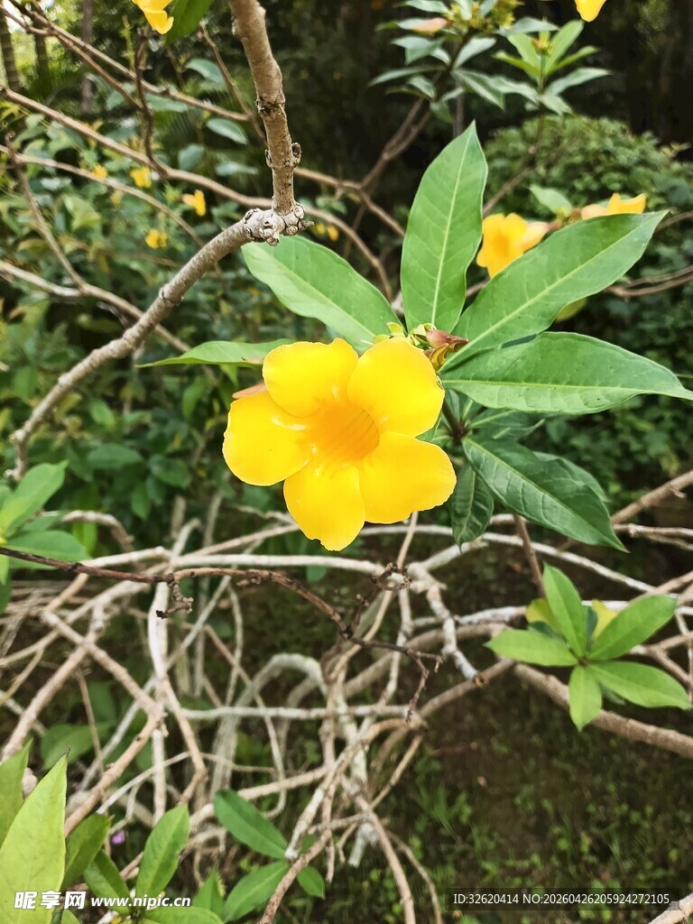 娇艳绽放的黄色花卉