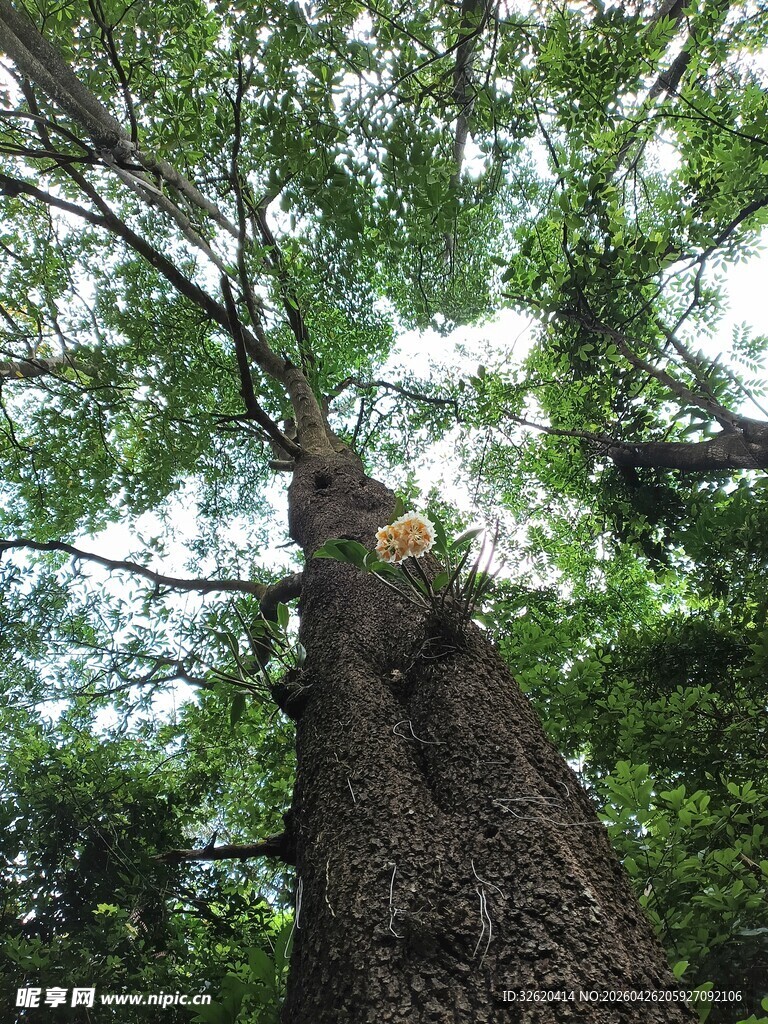 仰望参天大树