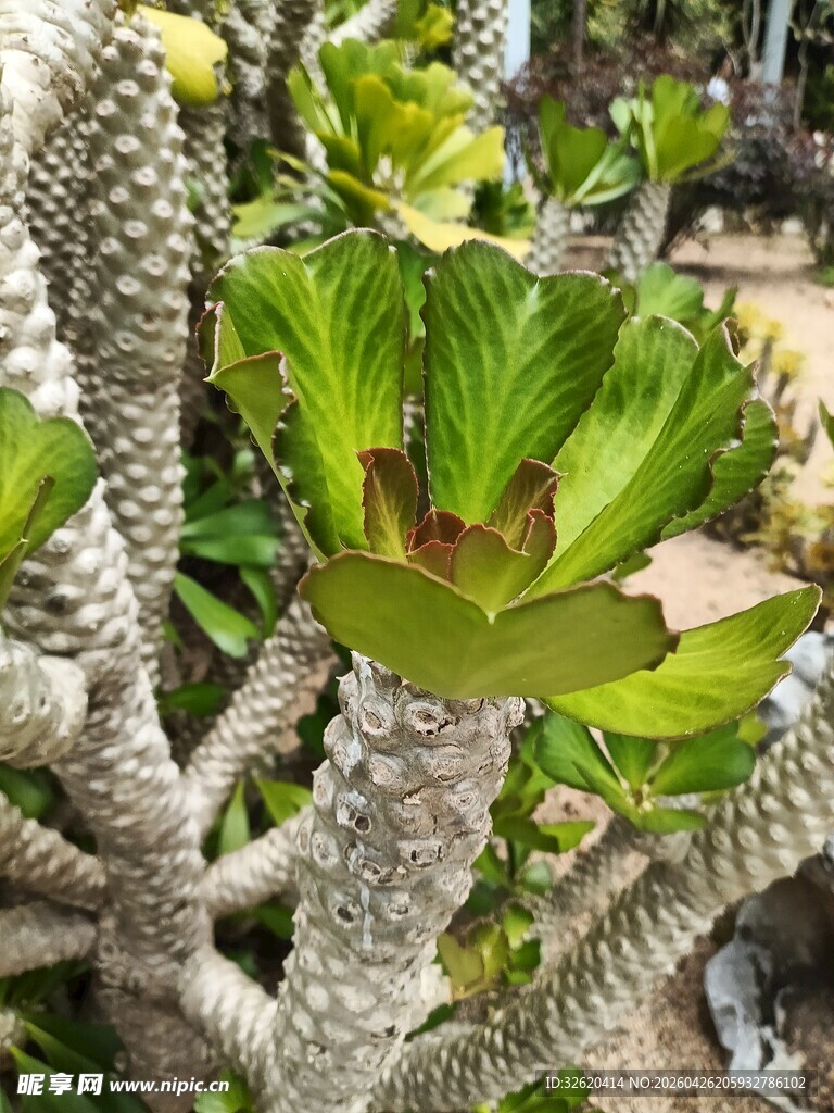 奇特多肉植物特写