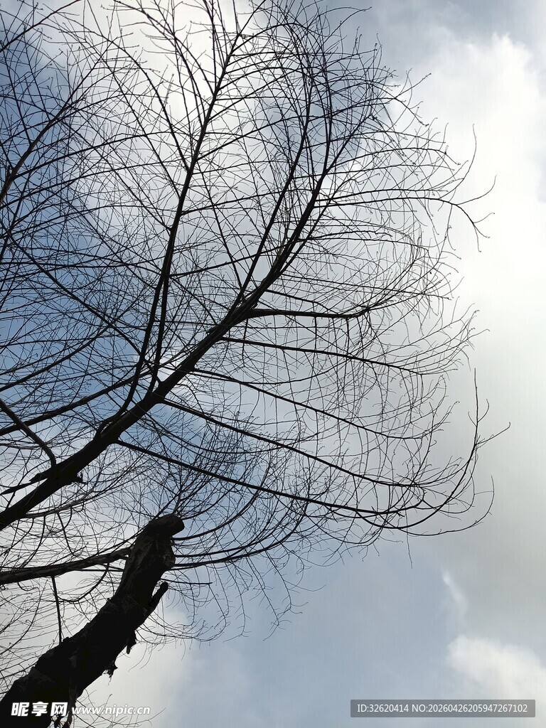 冬日光秃树枝与天空