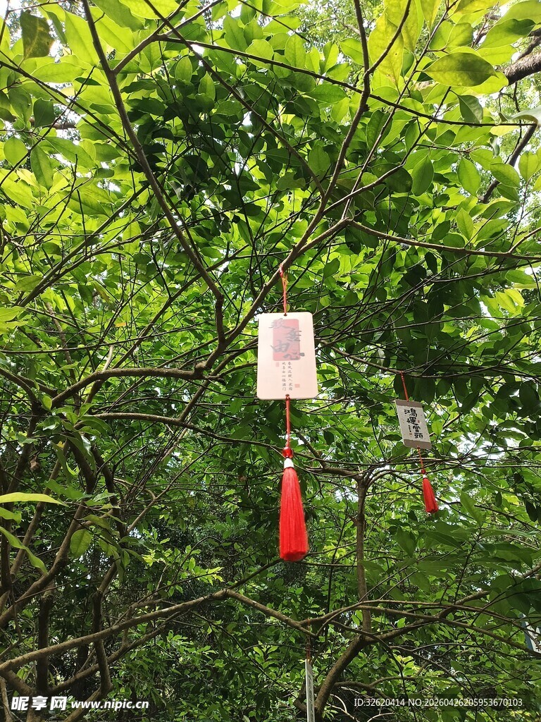 林间悬挂的祈福风铃