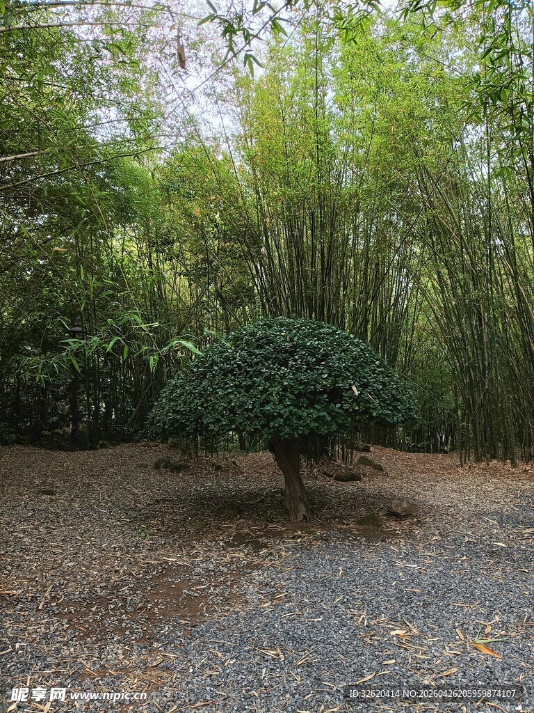 竹林中的精致盆栽景观