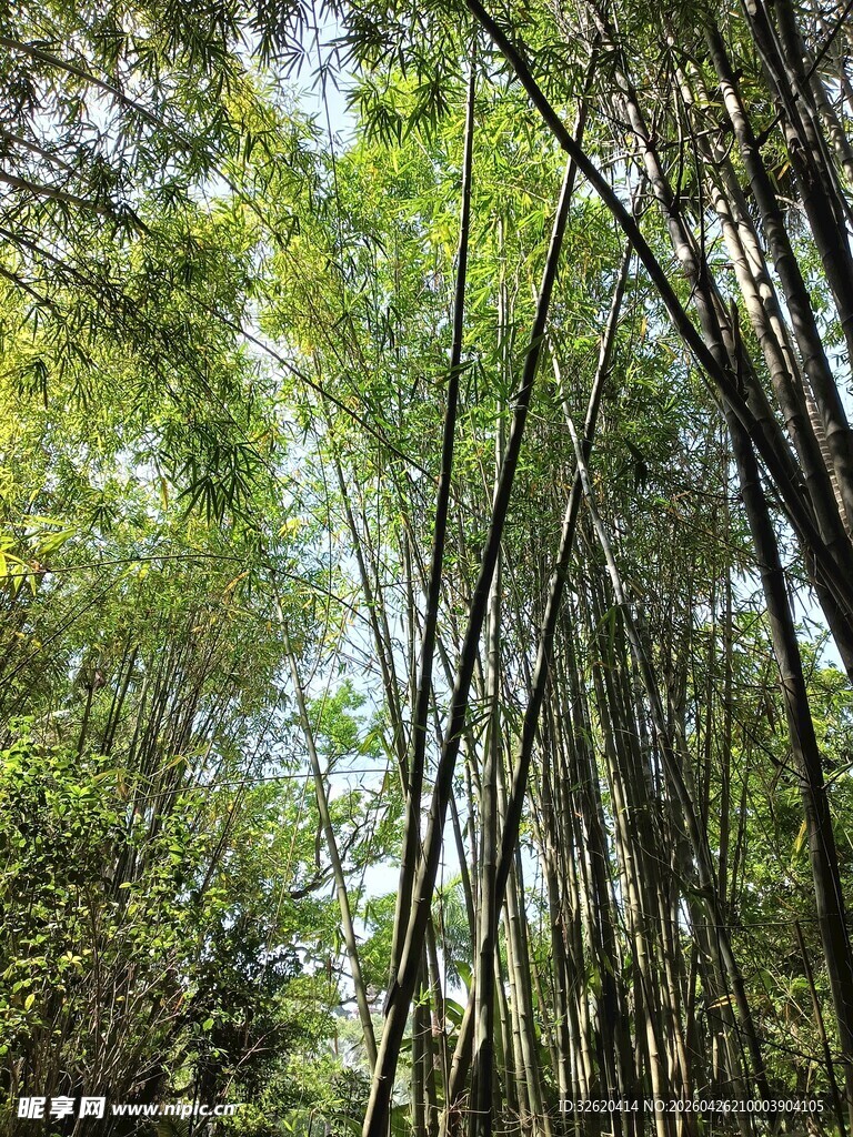翠绿竹林