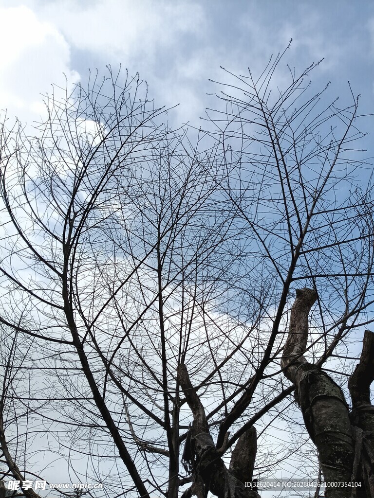 冬日枯树与蓝天景象