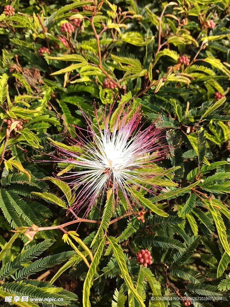 绽放的紫色花朵与绿叶