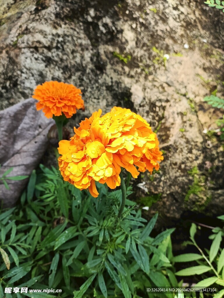 鲜艳橙色万寿菊绽放