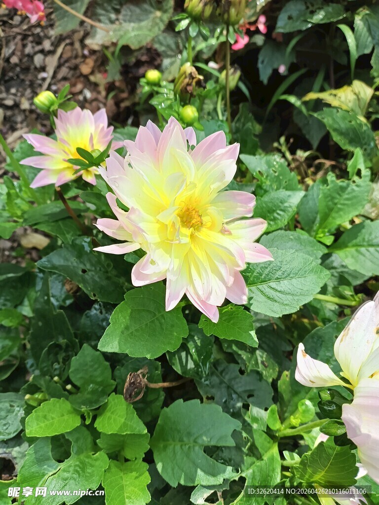娇艳大丽花绽放绿叶间