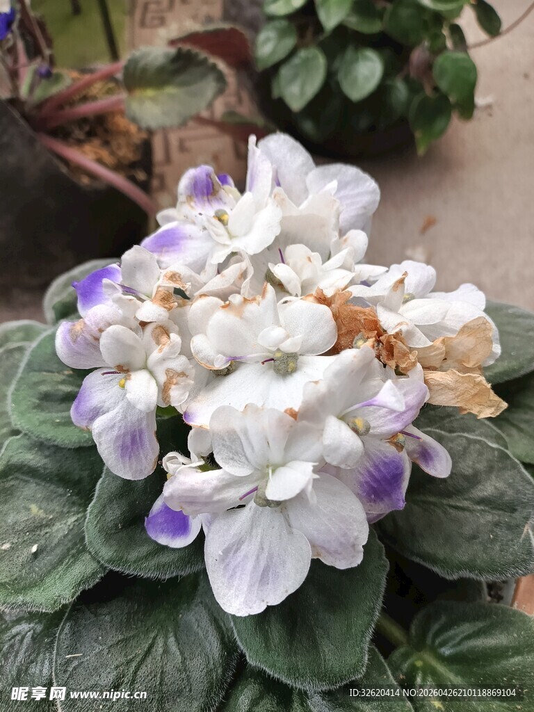 紫白相间绣球花