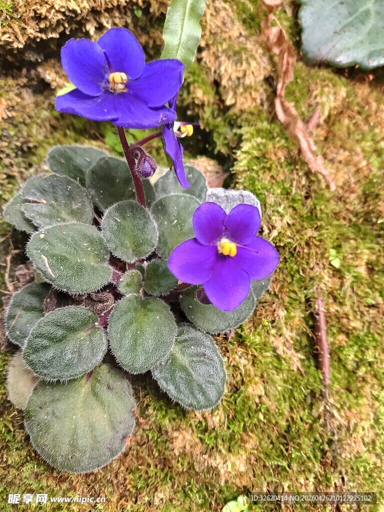 紫色小花绽放于绿植间