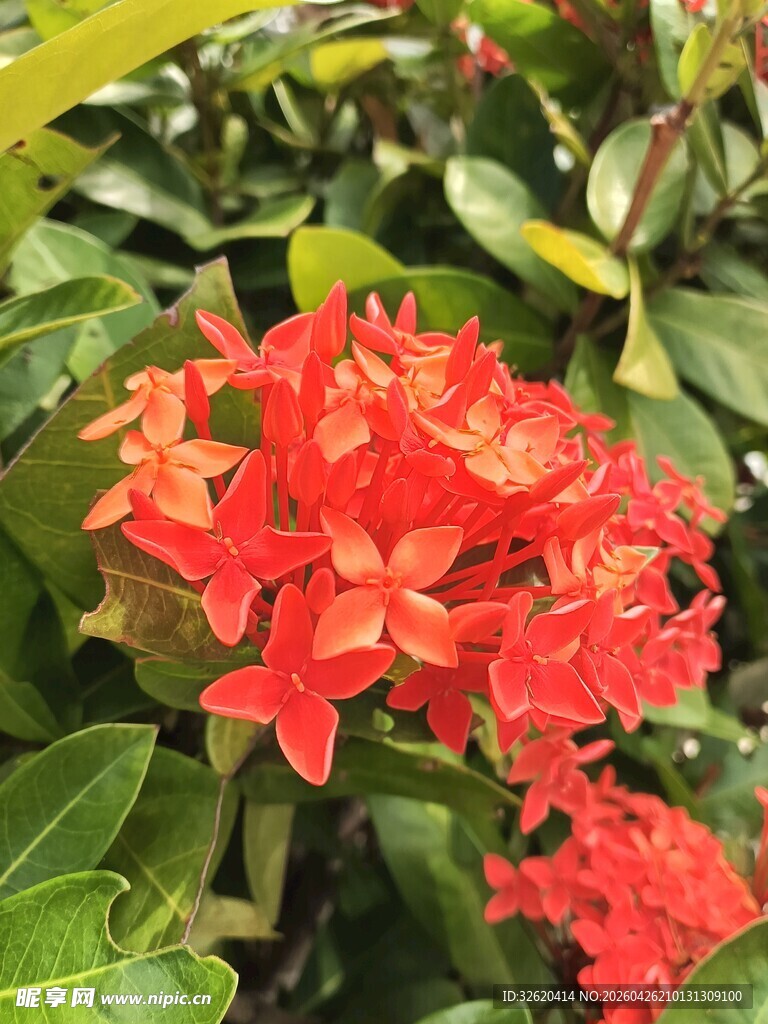 鲜艳红色龙船花绽放
