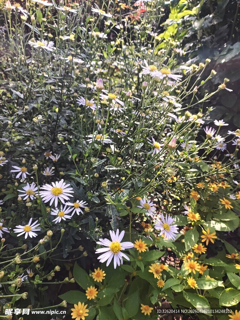 多彩花卉绽放于绿植间