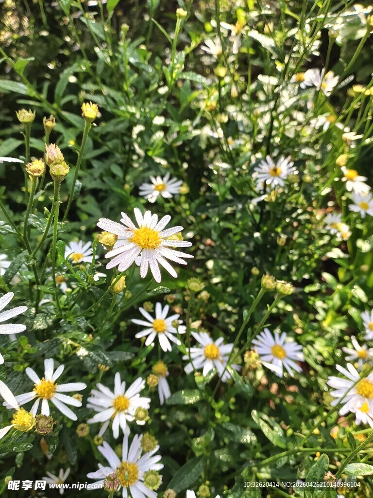 绽放的清新小雏菊