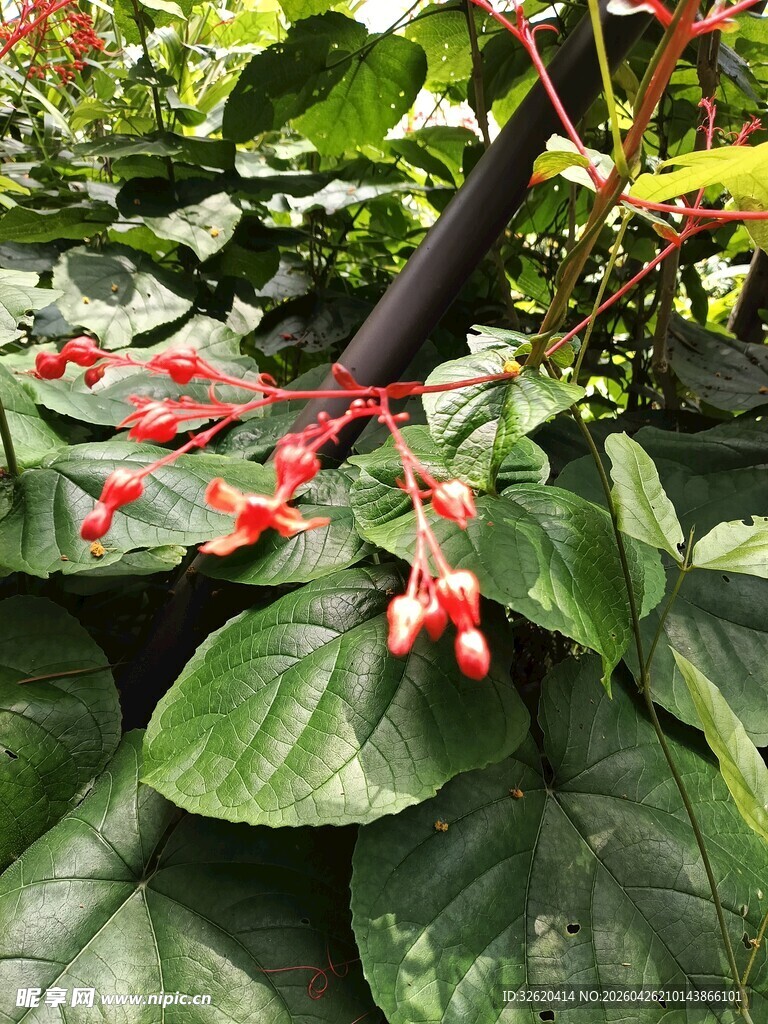 绿叶间的红色小果植物
