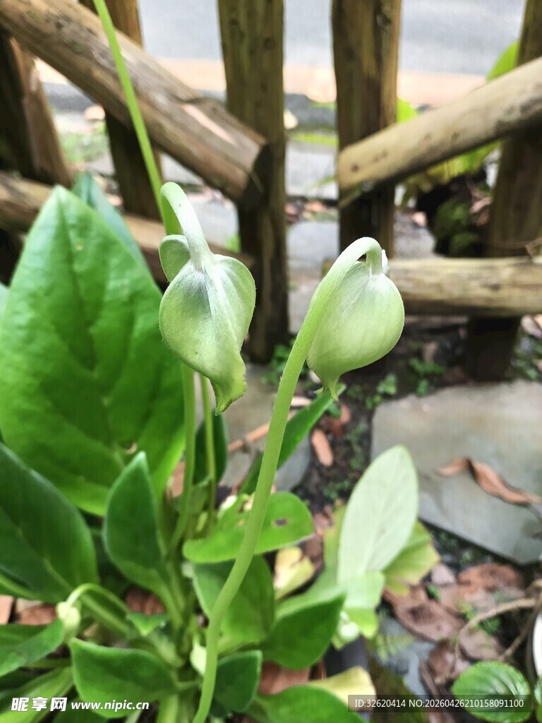 绿叶植物近景