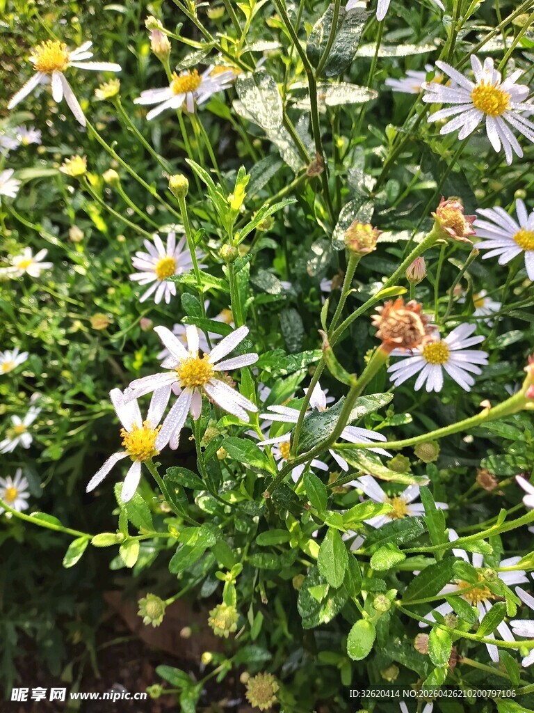 清新雏菊绽放绿意间